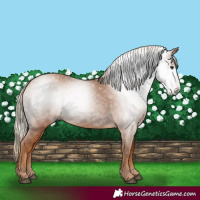 Horse Color:Gray Chestnut 