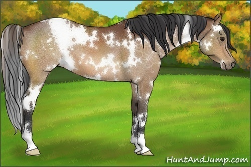 Horse Color:White Spotted Bay 