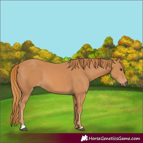 Horse Color:Chestnut 