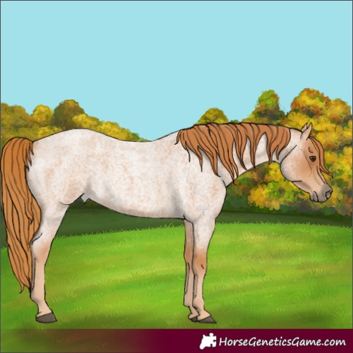 Horse Color:Red Roan 
