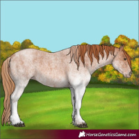 Horse Color:White Spotted Red Roan