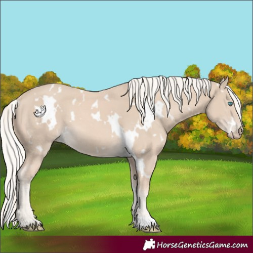 Horse Color:White Spotted Cremello 