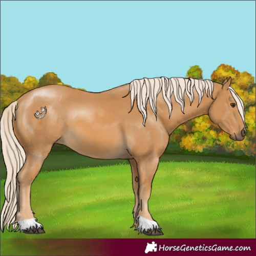 Horse Color:Palomino 