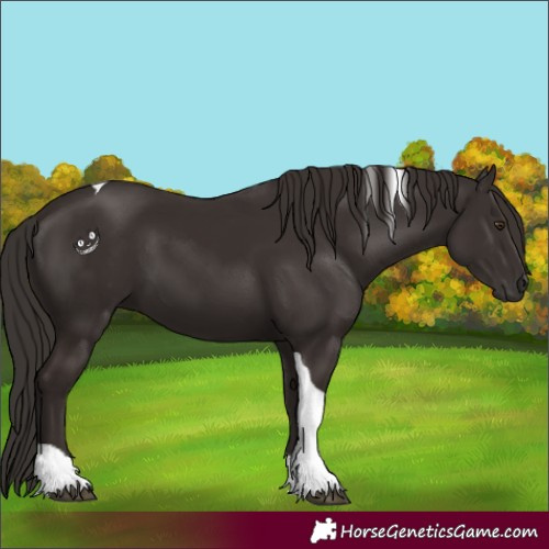 Horse Color:Liver Chestnut Tobiano 