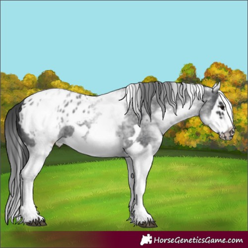 Horse Color:White Spotted Blue Roan Splash Frame Appaloosa
