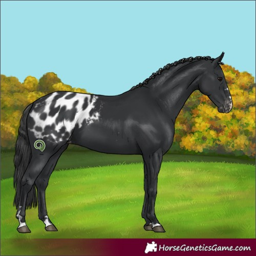 Horse Color:Black Appaloosa