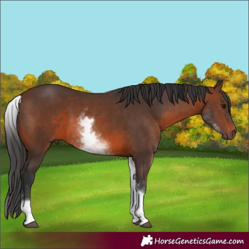 Horse Color:White Spotted Brown 