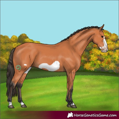 Horse Color:Bay Frame