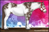 Horse Color:White Spotted Liver Chestnut Frame