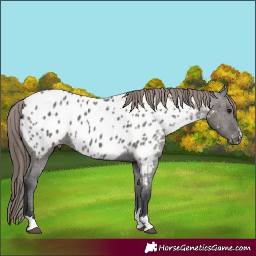 Horse Color:Grullo Appaloosa 