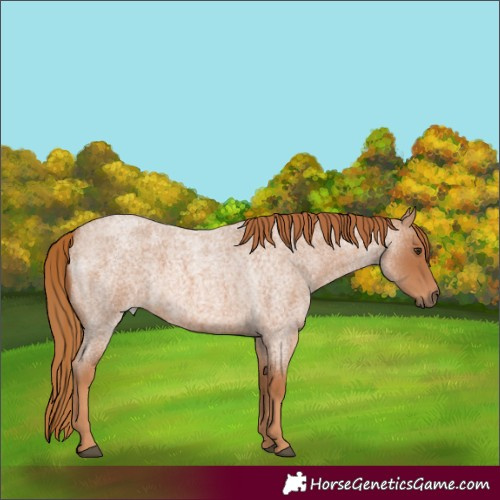 Horse Color:Red Roan
