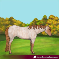 Horse Color:Red Roan 