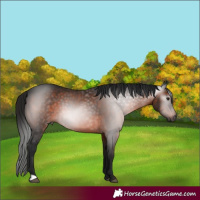 Horse Color:Gray Bay 