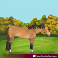 Horse Color:Buckskin 