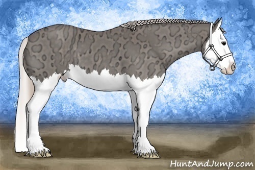 Horse Color:Silver Black Ice Splash 