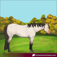 Horse Color:Bay Roan Dun 