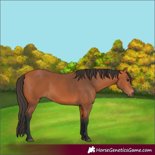 Horse Color:Bay 
