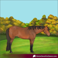 Horse Color:Bay 