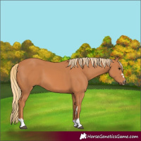 Horse Color:Chestnut 