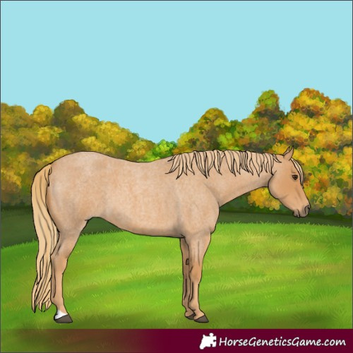Horse Color:Red Roan 