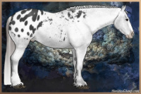 Horse Color:Black Sabino Appaloosa 