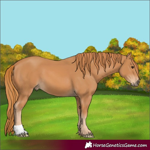 Horse Color:Chestnut 