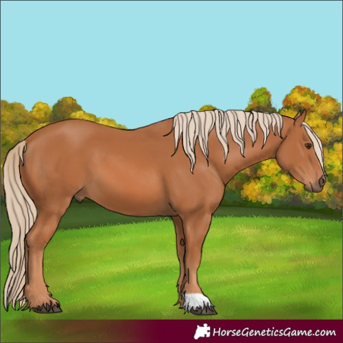 Horse Color:Chestnut 