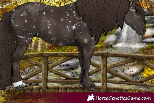 Horse Color:Liver Chestnut 