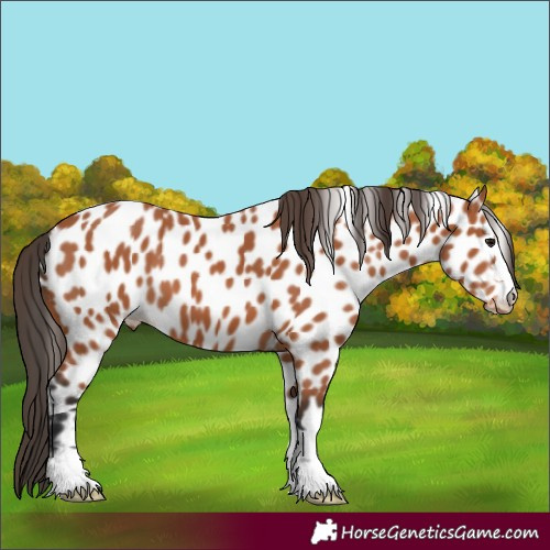 Horse Color:Bay Appaloosa 