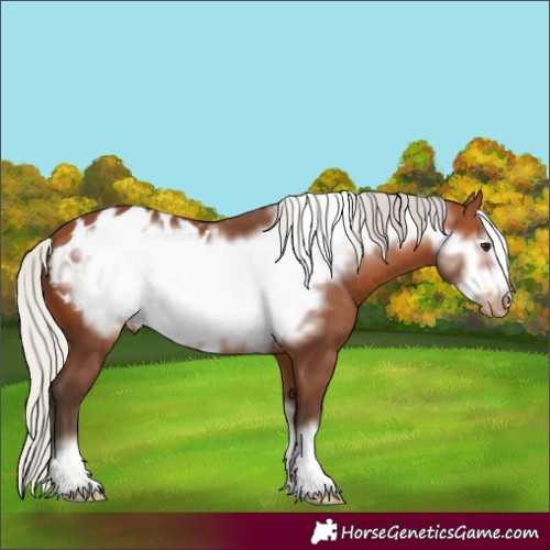 Horse Color:Silver Brown Frame Appaloosa 
