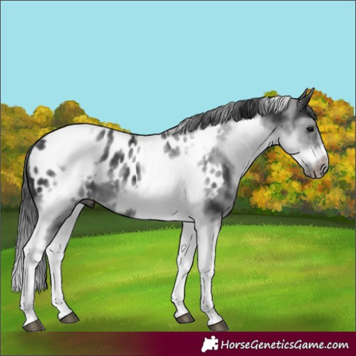 Horse Color:White Spotted Black Splash Tobiano Frame Appaloosa