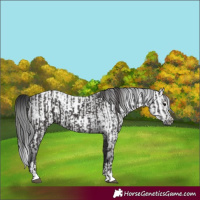 Horse Color:Smoky Black  and Gray Smoky Black 