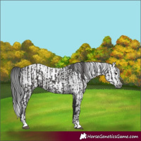 Horse Color:Smoky Black  and Gray Smoky Black 