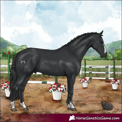 Horse Color:Black 