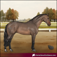 Horse Color:Brown Dun 