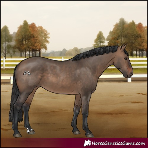 Horse Color:Brown Dun 