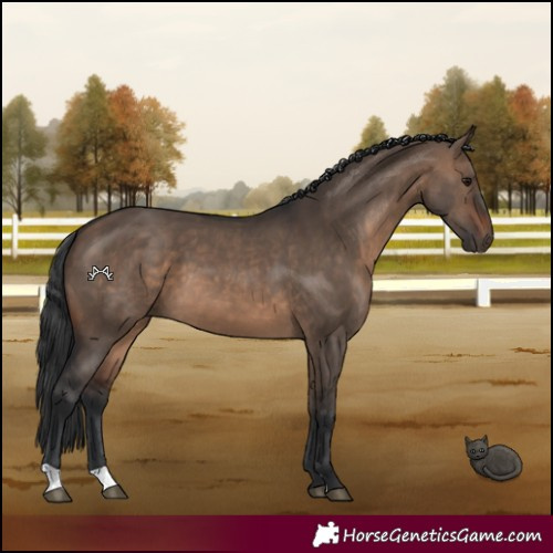 Horse Color:Brown Dun 