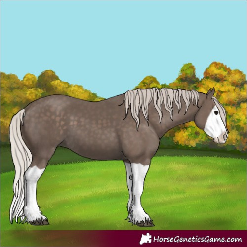 Horse Color:Silver Black Splash 