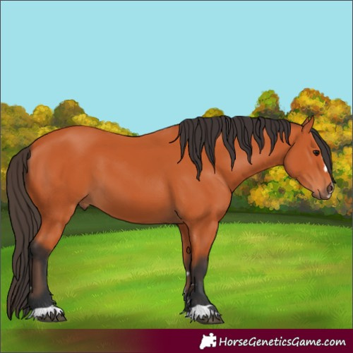 Horse Color:Bay 