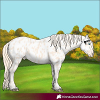 Horse Color:Perlino Appaloosa