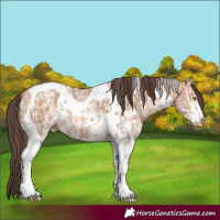 Horse Color:Amber Champagne Sabino Tobiano Near Leopard  and Amber Champagne Sabino Tobiano 