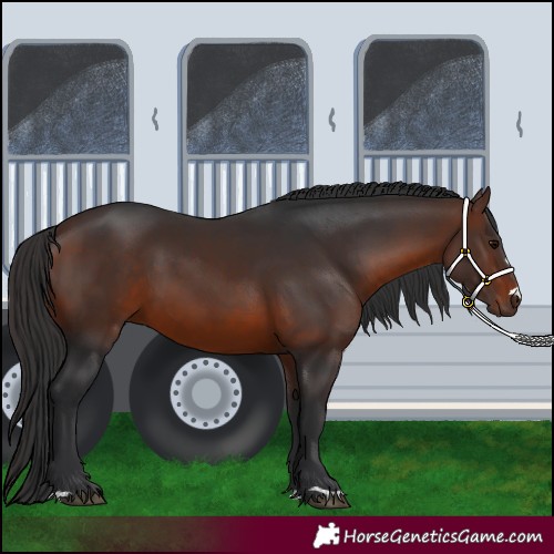 Horse Color:Brown 