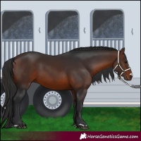 Horse Color:Brown 