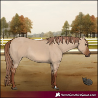 Horse Color:Red Dun Rabicano 