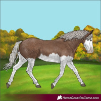 Horse Color:Silver Black Splash 