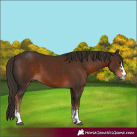 Horse Color:Liver Chestnut 