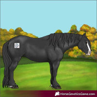 Horse Color:Black Splash 
