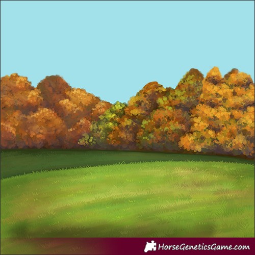 Horse Color:Black Splash