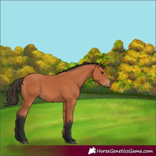 Horse Color:Bay 