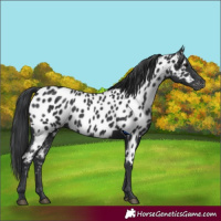Horse Color:Black Appaloosa 